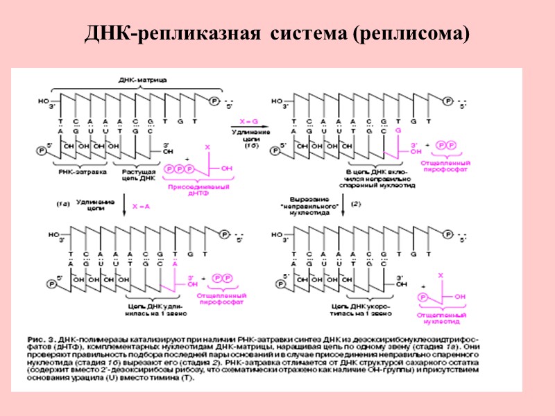 ДНК-репликазная система (реплисома)